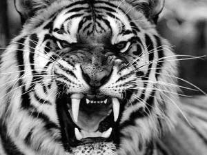rogers-house-of-rising-son-tiger