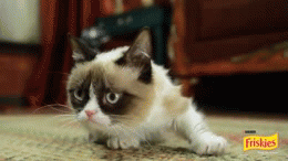 grumpy-cat-sudden-realization